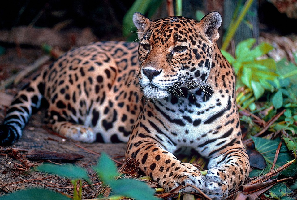 jaguar-causas-de-amenaza1