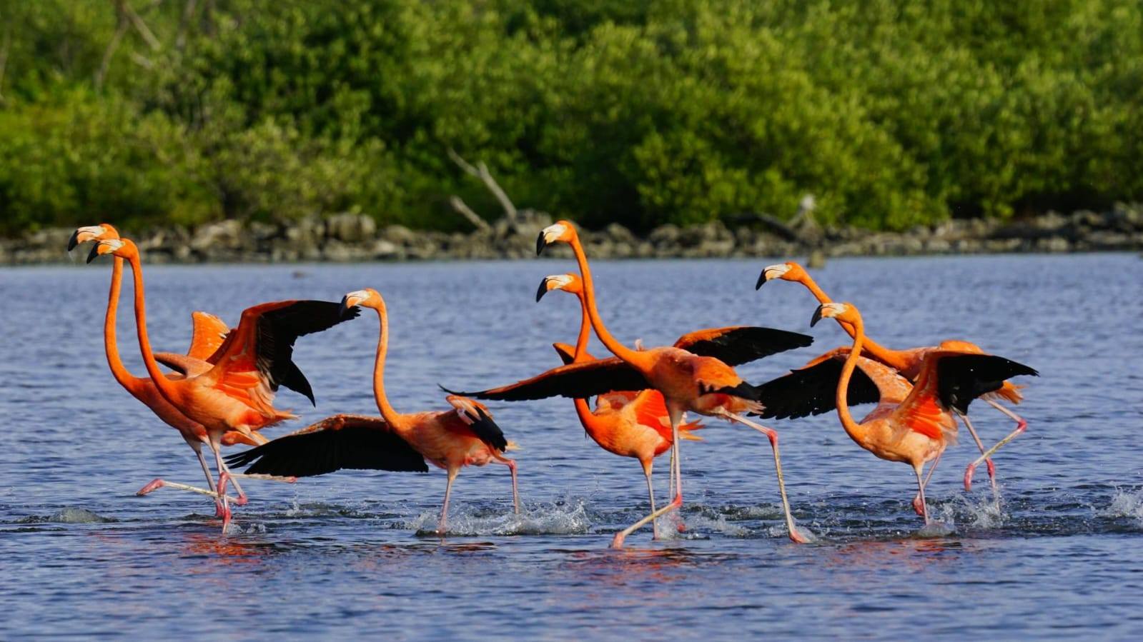 flamingos