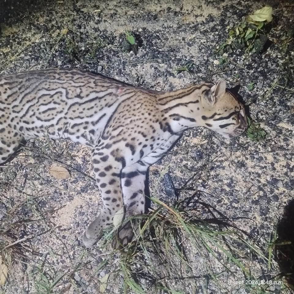 FAUNA 2