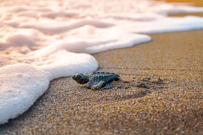 tortuga