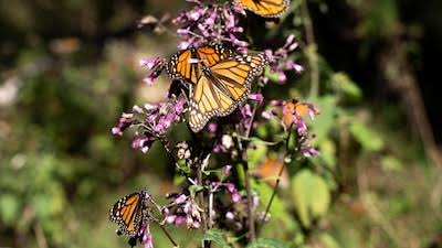 mariposa 2